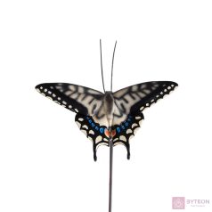   Leszúrható lepke polyresin szobor, fecskefarkú lepke,  kültéri és beltéri dekorációs kiegészítő